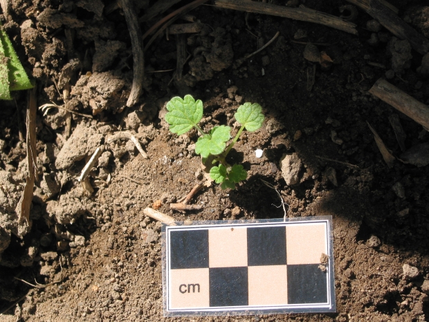 henbit, henbit deadnettle (Lamium amplexicaule)